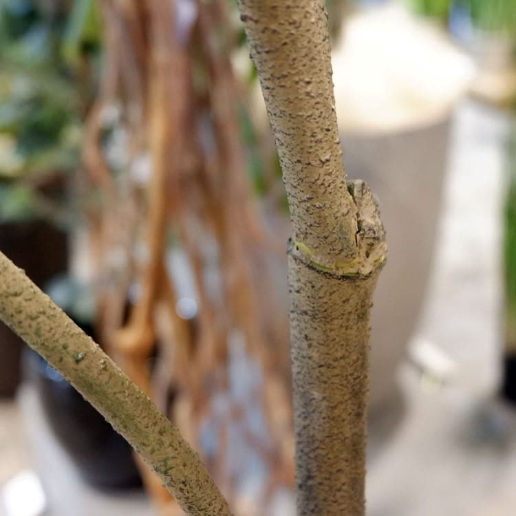 ウンベラータ 120cm|GLA-1437 アーティフィシャルグリーン 人工観葉植物 鉢付きグリーン