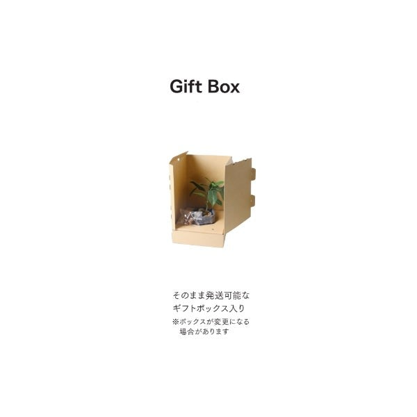 シュライヒ キリン プミラ フェルトポット 24cm|GLA-1529FC アーティフィシャルグリーン 人工観葉植物 グリーン