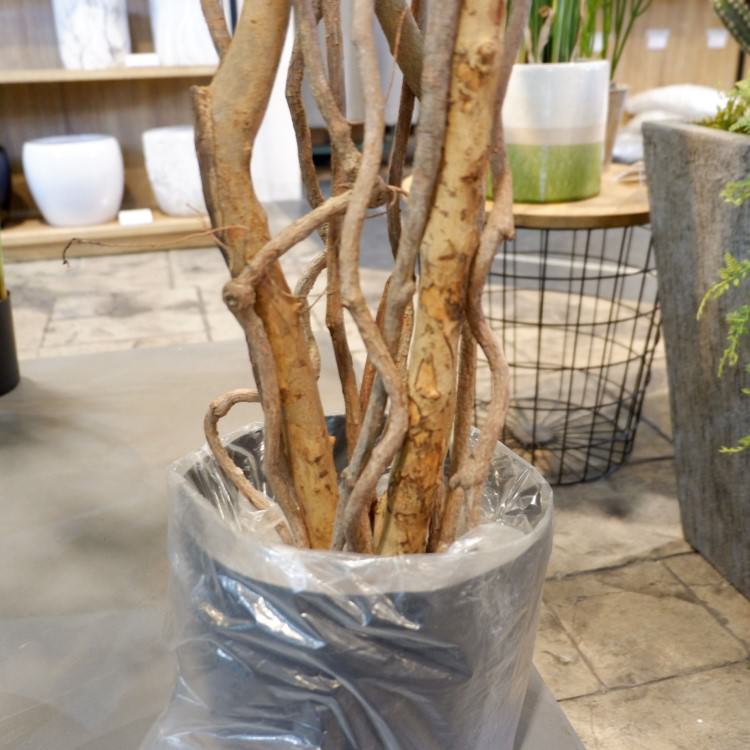 ベンジャミントリプルバイン 180cm|GLP-1190 アーティフィシャルグリーン 人工観葉植物 グリーン