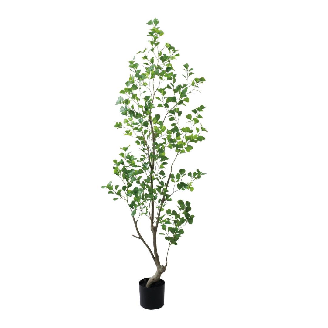 フィカストライアンギュラス 180cm|GLP-1570 アーティフィシャルグリーン 人工観葉植物 グリーン