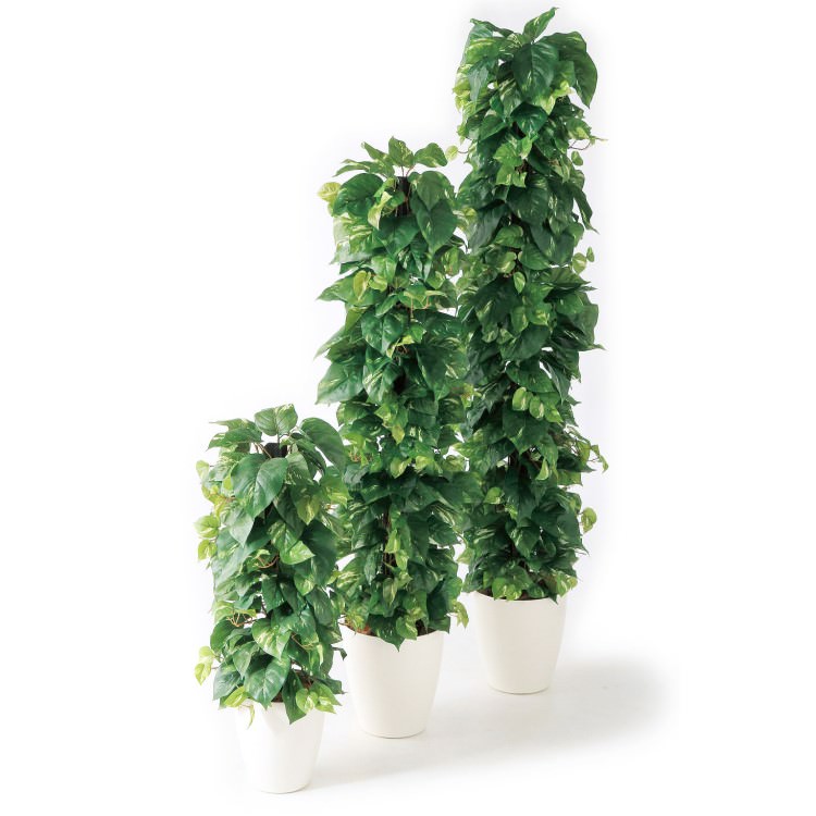 ポトスヘゴ-DX W35×H150cm|TK91306 アーティフィシャルグリーン 人工観葉植物 人工樹木 鉢付きグリーン