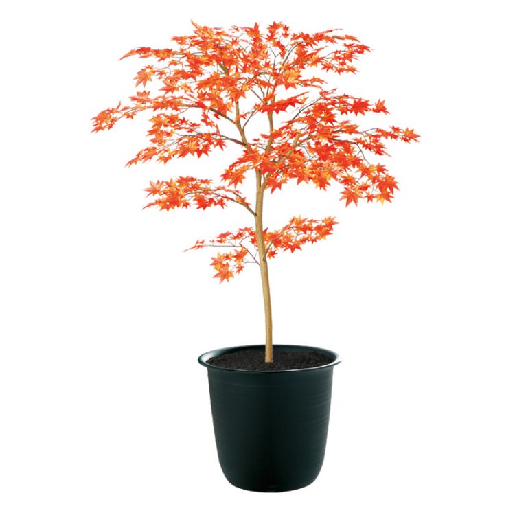 ヤマモミジ RED FST W70×H100cm|TK91770 アーティフィシャルグリーン 人工観葉植物 人工樹木 鉢付きグリーン