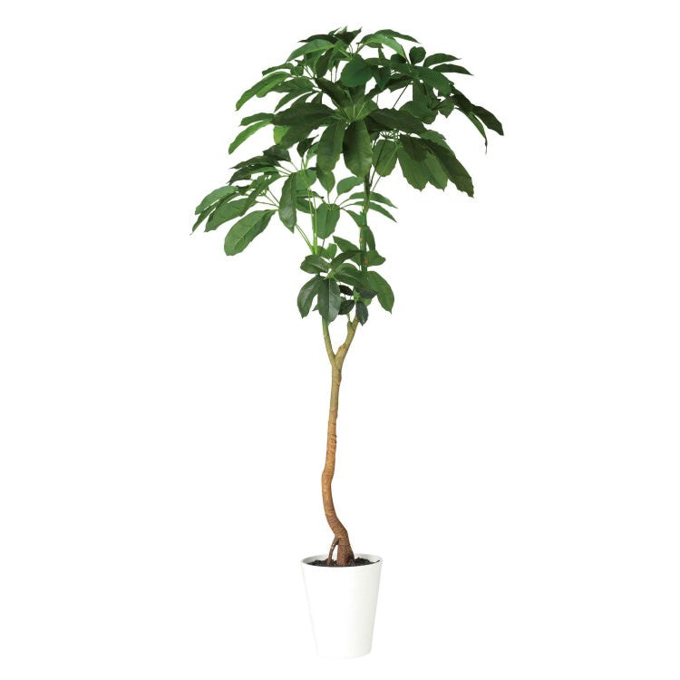 ブラッサイア W100×H210cm|TK91882 アーティフィシャルグリーン 人工観葉植物 人工樹木 鉢付きグリーン