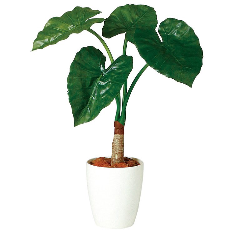 クワズイモ シングル W50×H70cm|TK98884 アーティフィシャルグリーン 人工観葉植物 人工樹木 鉢付きグリーン