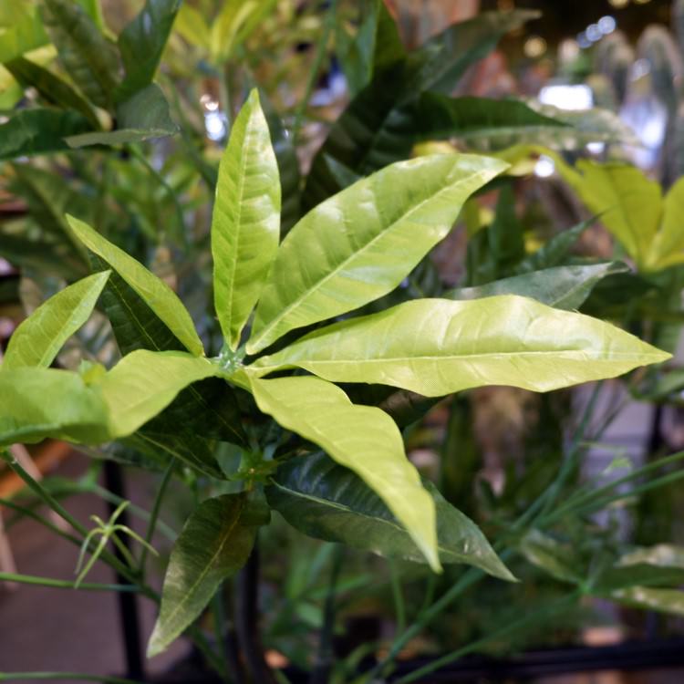 パキラポット 110cm｜GLA-1197 アーティフィシャルグリーン 人工観葉植物 鉢付きグリーン