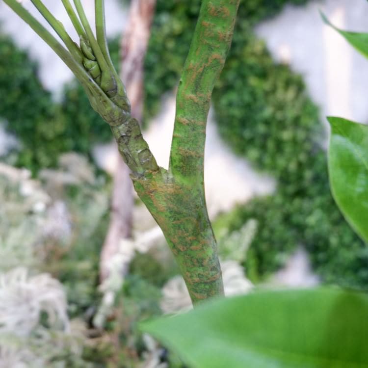 パキラポット 120cm｜GLA-1477 アーティフィシャルグリーン 人工観葉植物 グリーン