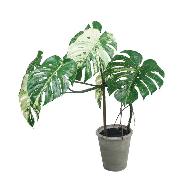 モンステラポット｜GLA-1548GR アーティフィシャルグリーン 人工観葉植物 鉢付きグリーン