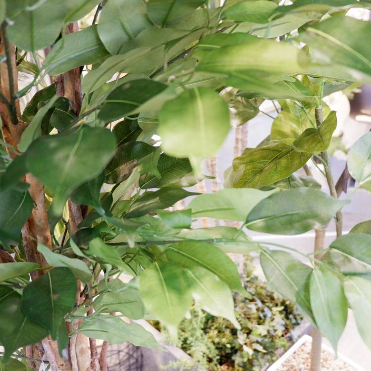 ベンジャミントリプルバイン 180cm｜GLP-1190 アーティフィシャルグリーン 人工観葉植物 グリーン