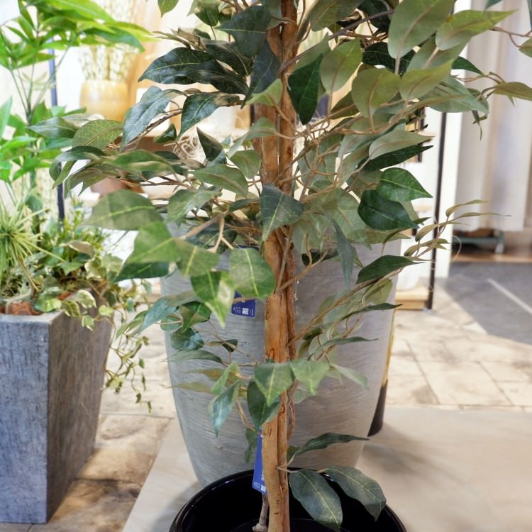 ベンジャミントリプルバイン 180cm｜GLP-1190 アーティフィシャルグリーン 人工観葉植物 グリーン