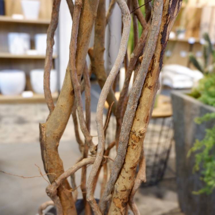 ベンジャミントリプルバイン 180cm｜GLP-1190 アーティフィシャルグリーン 人工観葉植物 グリーン