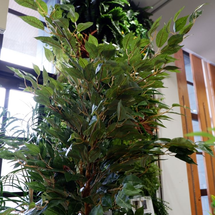 ベンジャミンフィカス 180cm｜GLP-1290 アーティフィシャルグリーン 人工観葉植物 グリーン