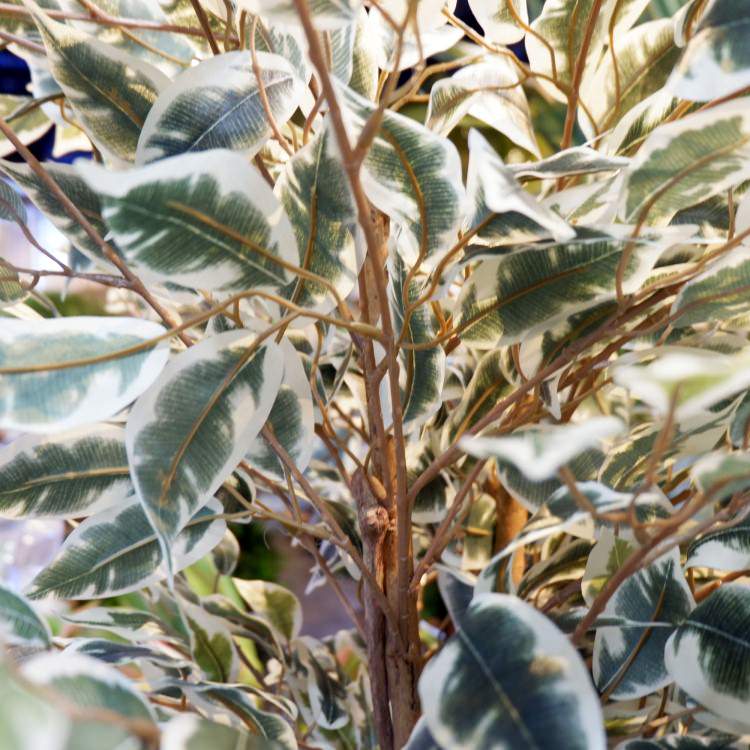 ベンジャミンフィカスハワイアン 180cm｜GLP-1310 アーティフィシャルグリーン 人工観葉植物 グリーン