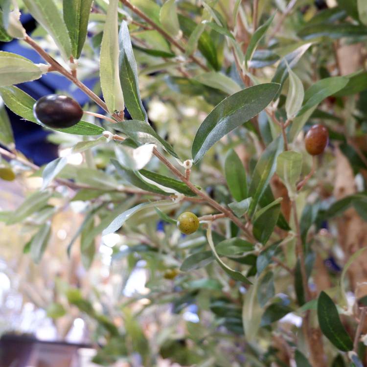 オリーブ 240cm｜GLP-1489 アーティフィシャルグリーン 人工観葉植物 グリーン