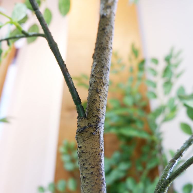 トネリコ 180cm｜GLP-1497 アーティフィシャルグリーン 人工観葉植物 グリーン