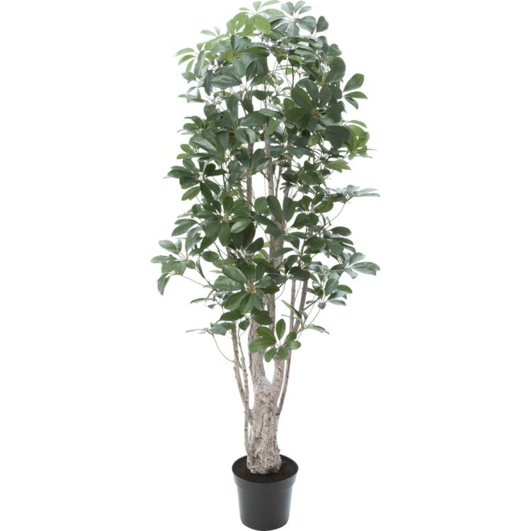 シェフレラ 155cm｜GLP-1518 アーティフィシャルグリーン 人工観葉植物 グリーン