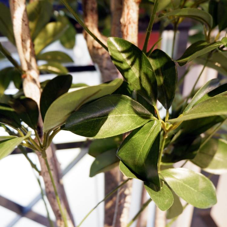 シェフレラ 155cm｜GLP-1518 アーティフィシャルグリーン 人工観葉植物 グリーン
