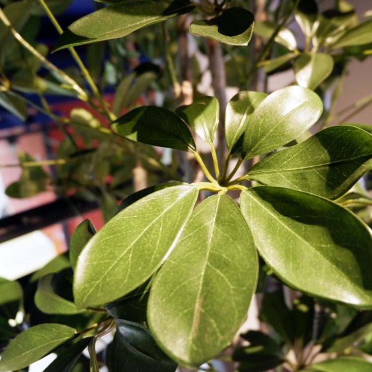 シェフレラ 155cm｜GLP-1518 アーティフィシャルグリーン 人工観葉植物 グリーン