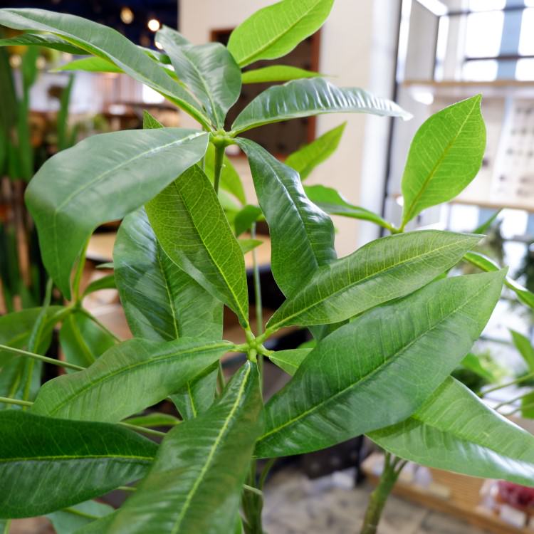 パキラ 180cm｜GLP-1522 アーティフィシャルグリーン 人工観葉植物 グリーン