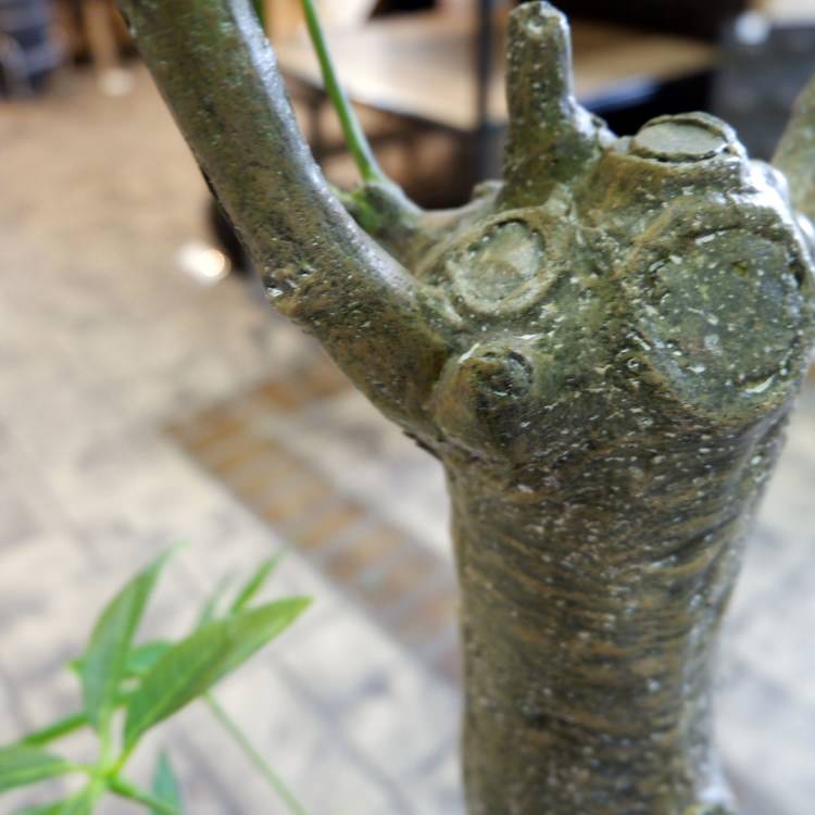 パキラ 180cm｜GLP-1522 アーティフィシャルグリーン 人工観葉植物 グリーン