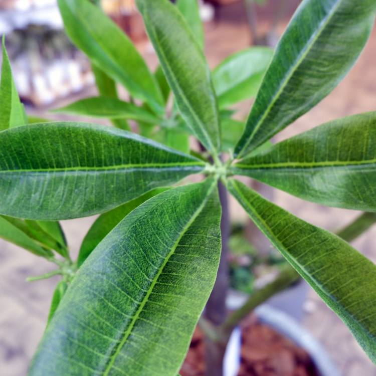 パキラ 180cm｜GLP-1522 アーティフィシャルグリーン 人工観葉植物 グリーン