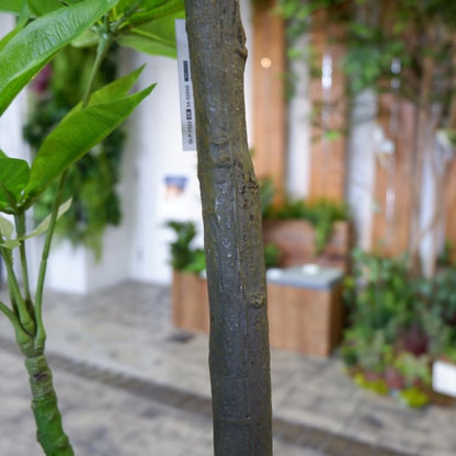 パキラ 180cm｜GLP-1522 アーティフィシャルグリーン 人工観葉植物 グリーン