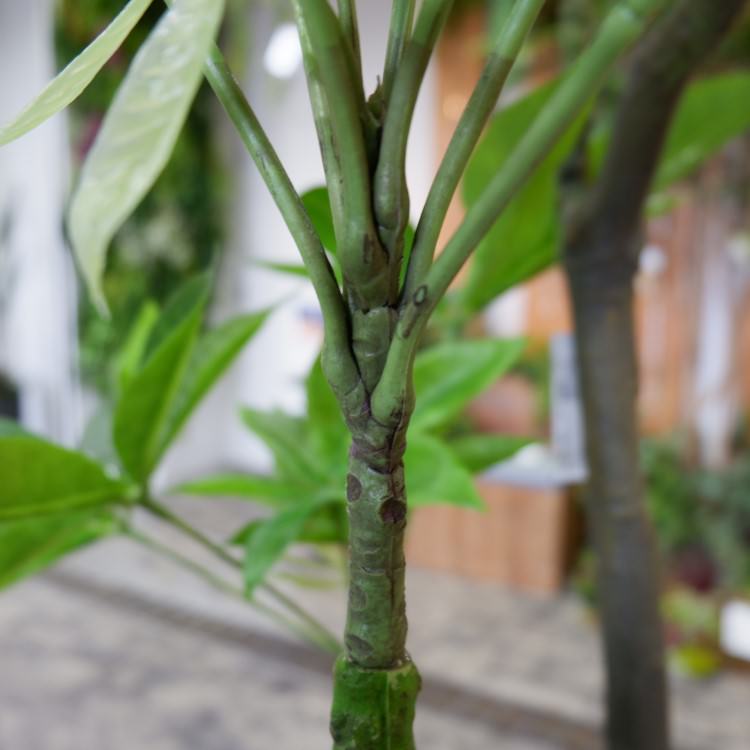 パキラ 180cm｜GLP-1522 アーティフィシャルグリーン 人工観葉植物 グリーン