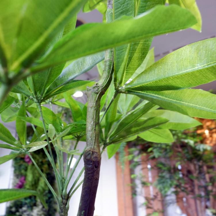 パキラ 180cm｜GLP-1522 アーティフィシャルグリーン 人工観葉植物 グリーン