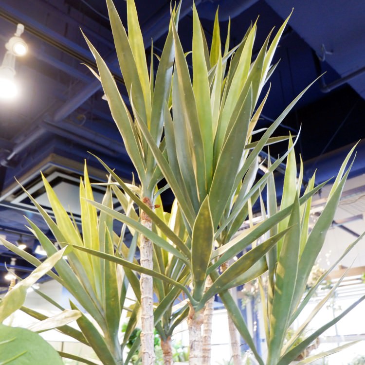 ユッカツリー 195cm｜GLP-1524 アーティフィシャルグリーン 人工観葉植物 グリーン
