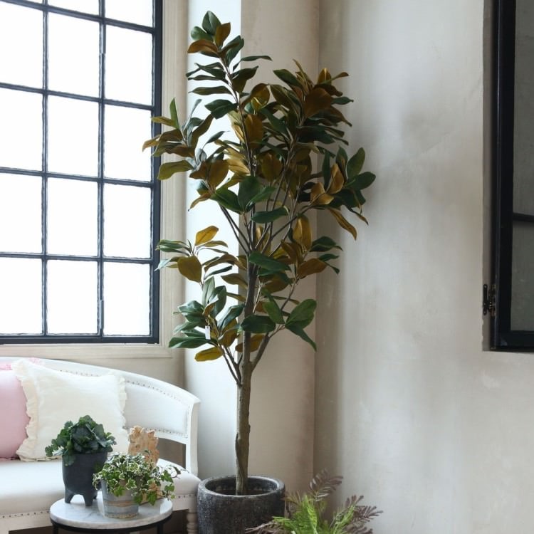 220cmマグノリアツリー｜GLP-1541 アーティフィシャルグリーン 人工観葉植物 鉢付きグリーン