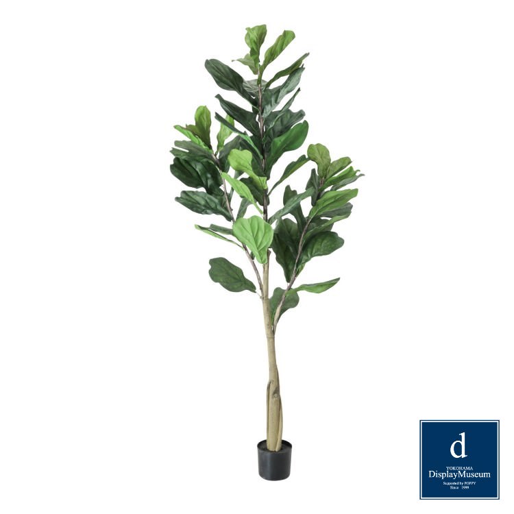 カシワバゴム 187cm｜GLP-1546 アーティフィシャルグリーン 人工観葉植物 鉢付きグリーン
