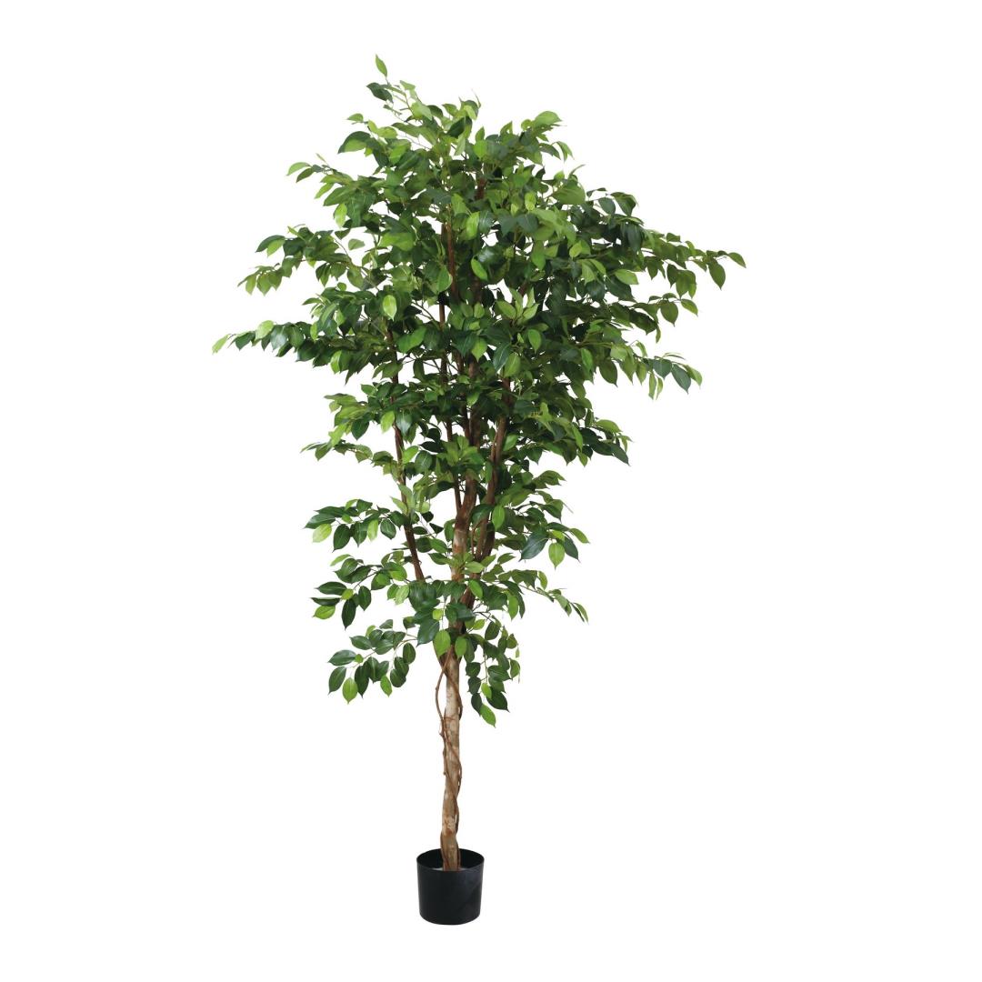 ベンジャミン 210cm｜GLP-1581 アーティフィシャルグリーン 人工観葉植物 グリーン