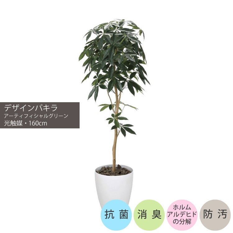 ショクバイパキラ 160cm｜GLPA-039アーティフィシャルグリーン 人工観葉植物 鉢付きグリーン 可視光応答型光触媒「V-CAT Tree」