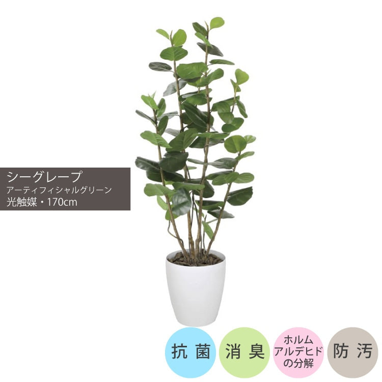 シーグレープ1.7m｜GLPA-050 アーティフィシャルグリーン 人工観葉植物 鉢付きグリーン 可視光応答型光触媒「V-CAT Tree」