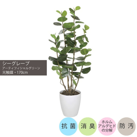 シーグレープ1.7m｜GLPA-050 アーティフィシャルグリーン 人工観葉植物 鉢付きグリーン 可視光応答型光触媒「V-CAT Tree」