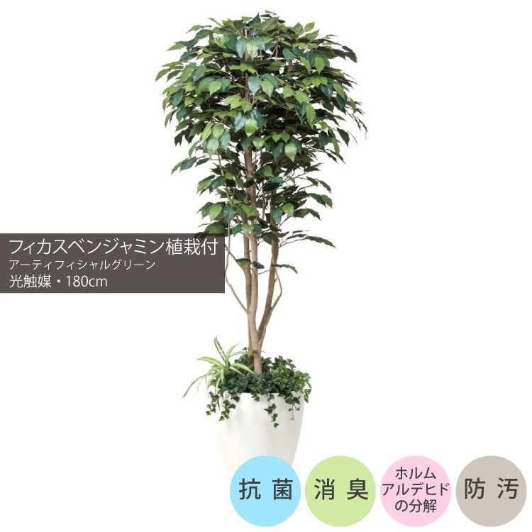 フィカスベンジャミン植栽付 1.8m｜GLPA-052 アーティフィシャルグリーン 人工観葉植物 鉢付きグリーン 可視光応答型光触媒「V-CAT Tree」