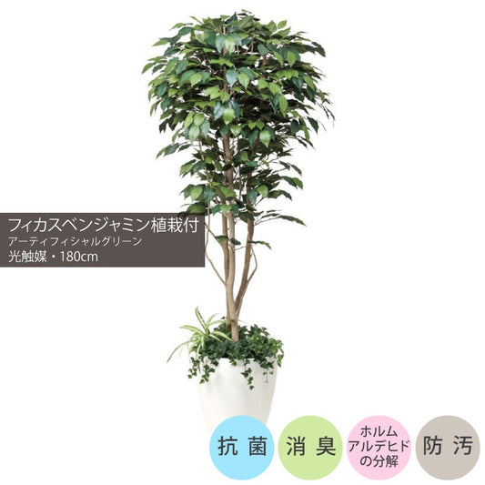 フィカスベンジャミン植栽付 1.8m｜GLPA-052 アーティフィシャルグリーン 人工観葉植物 鉢付きグリーン 可視光応答型光触媒「V-CAT Tree」