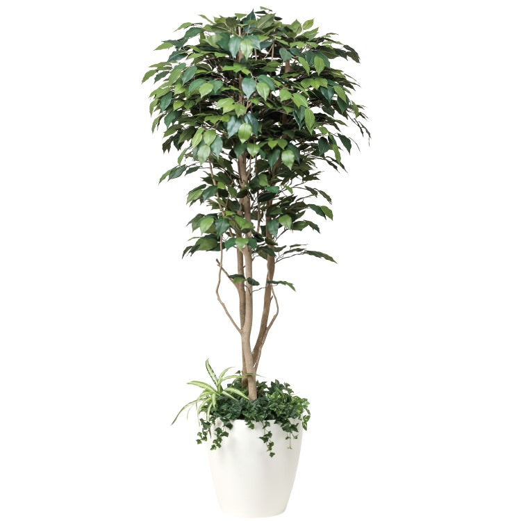フィカスベンジャミン植栽付 1.8m｜GLPA-052 アーティフィシャルグリーン 人工観葉植物 鉢付きグリーン 可視光応答型光触媒「V-CAT Tree」
