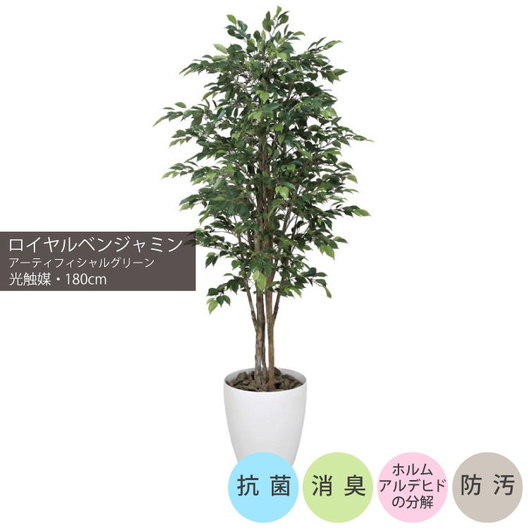 ロイヤルベンジャミン 1.8m｜GLPA-055 アーティフィシャルグリーン 人工観葉植物 鉢付きグリーン 可視光応答型光触媒「V-CAT Tree」