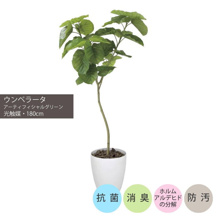 ウンベラータ1.8m｜GLPA-057 アーティフィシャルグリーン 人工観葉植物 鉢付きグリーン 可視光応答型光触媒「V-CAT Tree」