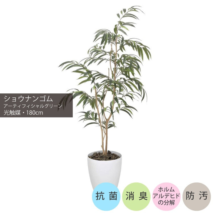 ショウナンゴム1.8m｜GLPA-062 アーティフィシャルグリーン 人工観葉植物 鉢付きグリーン 可視光応答型光触媒「V-CAT Tree」