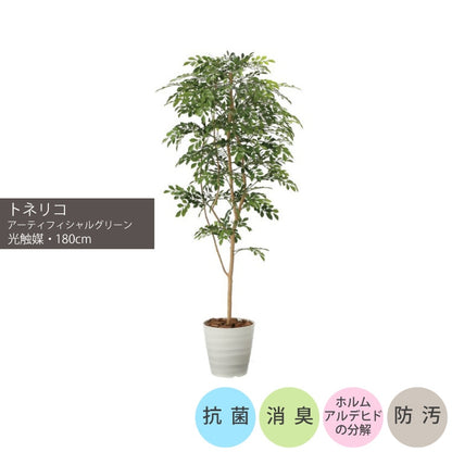ショクバイトネリコ1.8m｜GLPA-068 アーティフィシャルグリーン 人工観葉植物 鉢付きグリーン