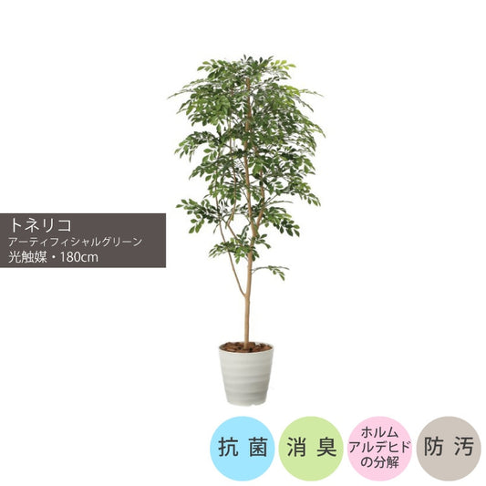 ショクバイトネリコ1.8m｜GLPA-068 アーティフィシャルグリーン 人工観葉植物 鉢付きグリーン