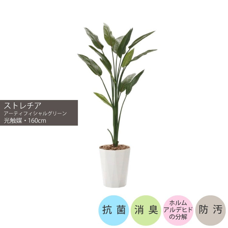ショクバイストレチア1.6m｜GLPA-071 アーティフィシャルグリーン 人工観葉植物 鉢付きグリーン