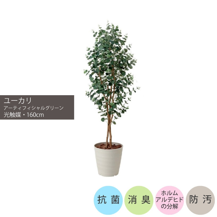 ショクバイユーカリ1.6m｜GLPA-075 アーティフィシャルグリーン 人工観葉植物 鉢付きグリーン