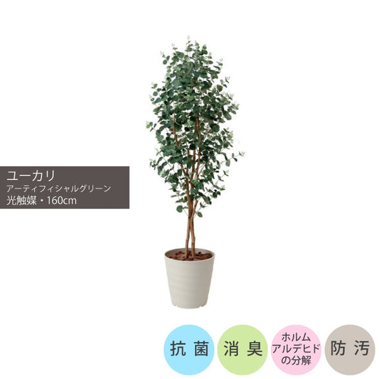 ショクバイユーカリ1.6m｜GLPA-075 アーティフィシャルグリーン 人工観葉植物 鉢付きグリーン