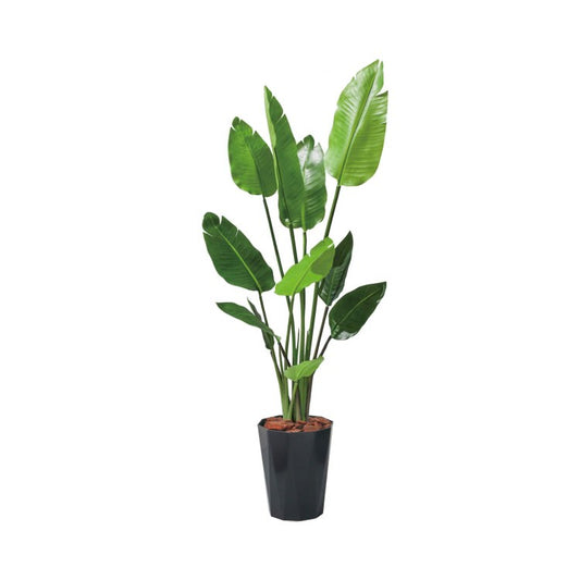 120cmオーガスタ(ポットカラー:ブラック)｜GLPS-1520BKL アーティフィシャルグリーン 人工観葉植物 鉢付きグリーン