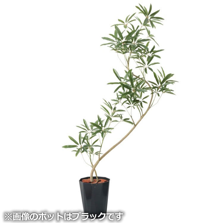 130cmシェフレラアンガスティポット｜GLPS-1532PWS アーティフィシャルグリーン 人工観葉植物 鉢付きグリーン