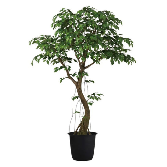 ベンジャミナスプラッシュコアッド2.3m｜GLPT-228 アーティフィシャルグリーン 人工観葉植物 鉢付きグリーン