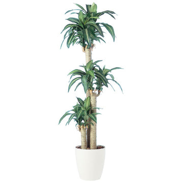 マッサンゲアナ W70×H170cm｜TK91261 アーティフィシャルグリーン 人工観葉植物 人工樹木 鉢付きグリーン