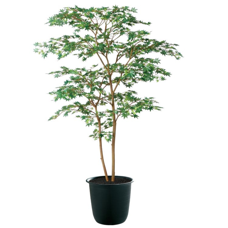ヤマモミジ株立 GREEN FST W100×H150cm｜TK91764 アーティフィシャルグリーン 人工観葉植物 人工樹木 鉢付きグリーン